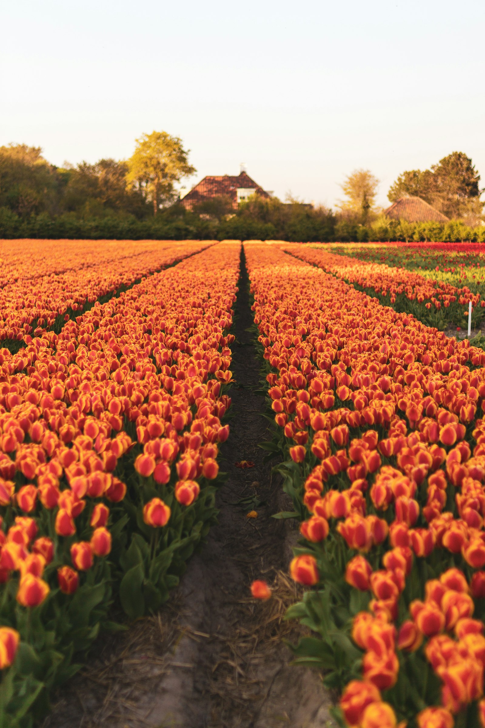 The Wooden Shoe Tulip Festival: The Willamette Valley's Most Iconic Spring Event